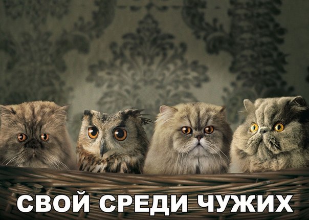 Мохнатые беспредельщики