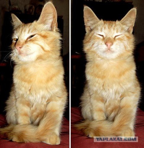 Кот-падоног. Есть у вас такой?