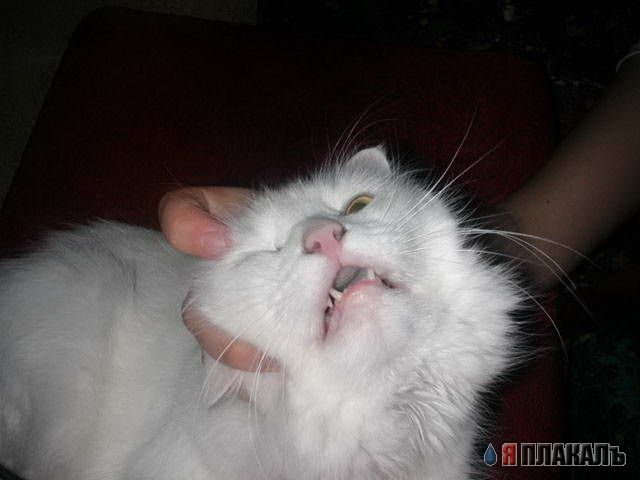 Коты, кошки, котята