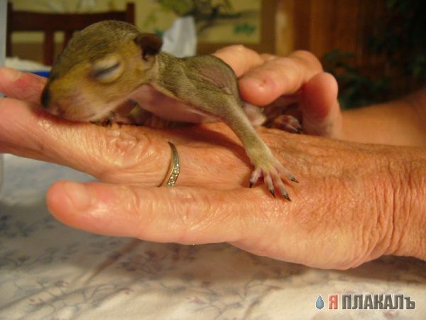 Угадайте, кто?