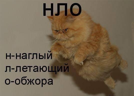 Божьи твари