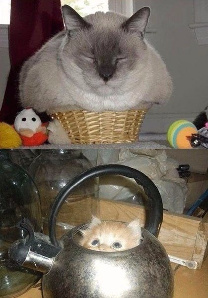 Божьи твари