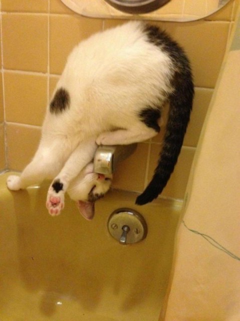 Коты и Кошки