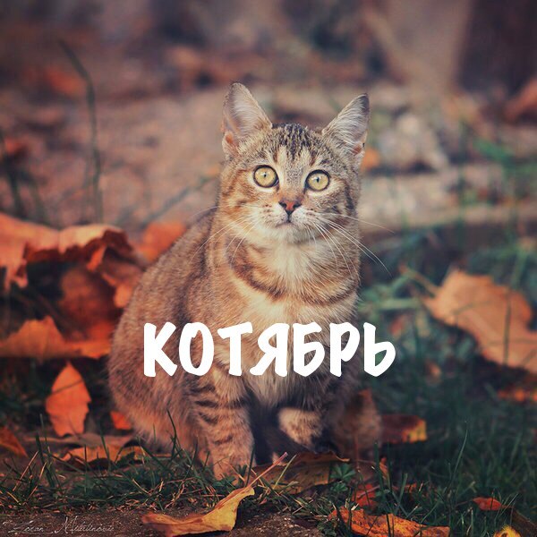 Котовторник  10.10.2017