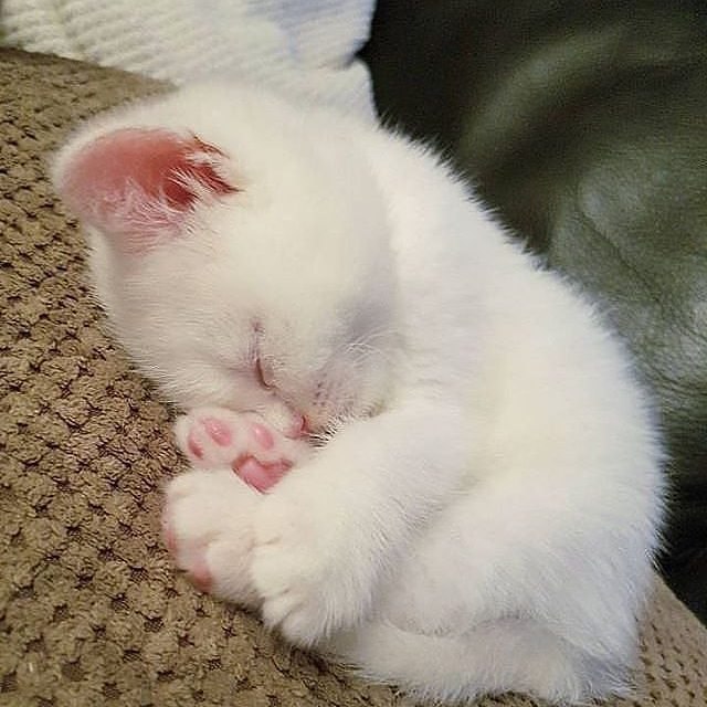 Коты и Кошки