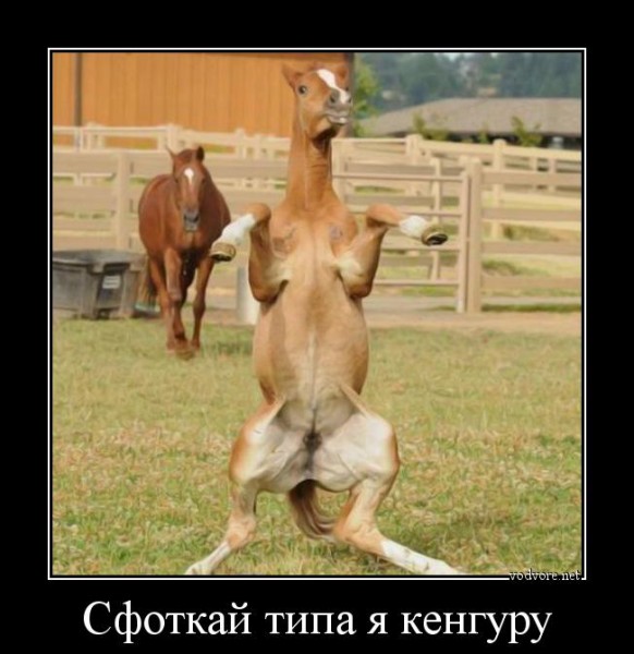 Немного веселых картинок к среде