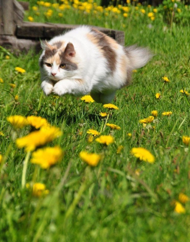 Фотобомбы котов