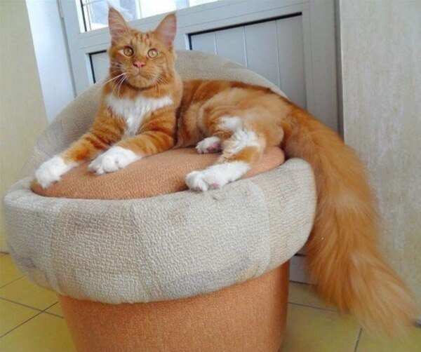 Фотобомбы котов
