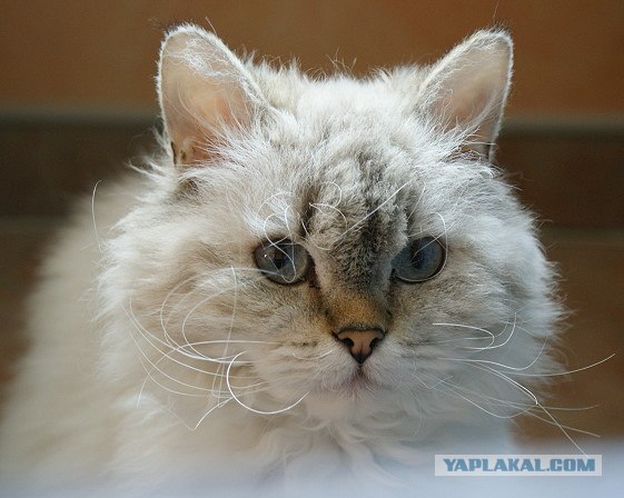 Котовторник на ЯПлакалъ (03.06), котята (31 шт)