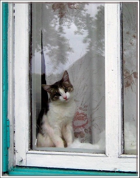 Уррааа! Котовторник на ЯПлакалъ!