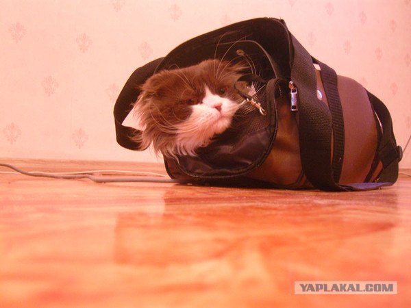Котейкин вторник! Космический 12.04!
