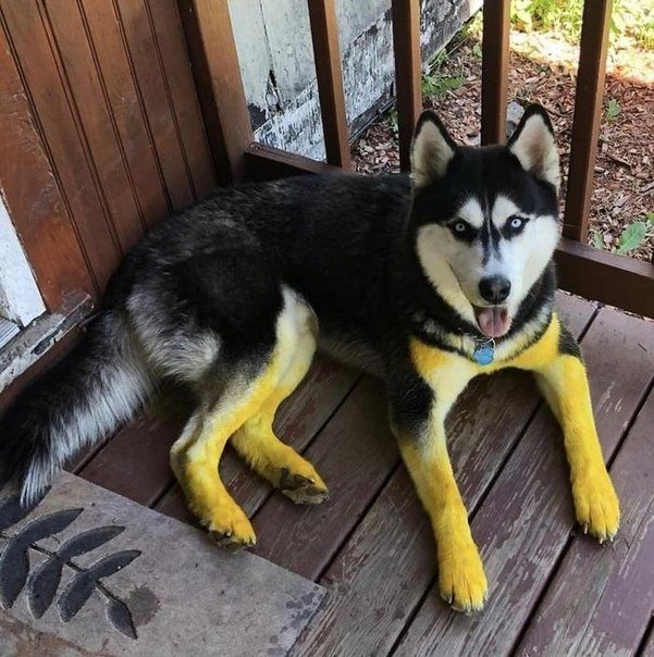 Живность из сети