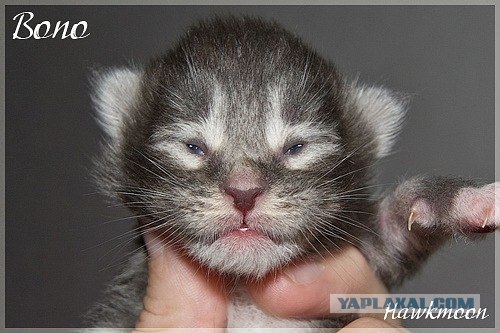 Котовторник 06.12.2011