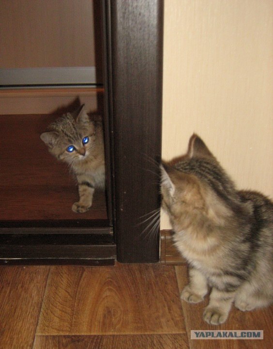 Котовторник (24. 01. 2012 )
