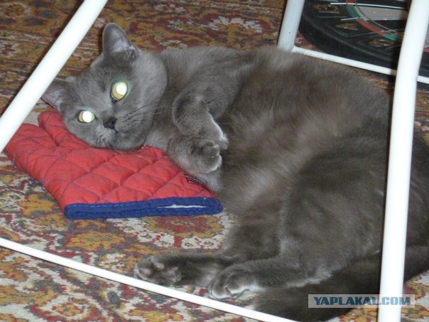 Котовторник (28.02.2012)
