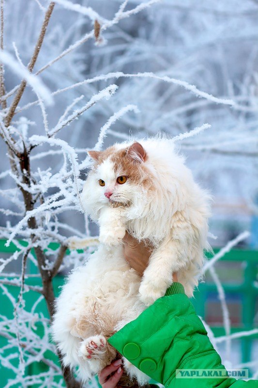 Котовторник! 13.03.2012