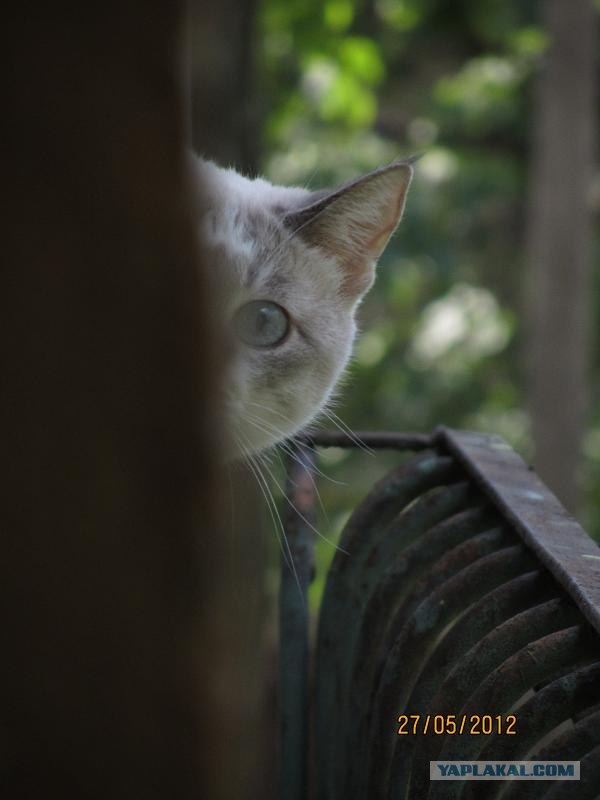 Котовторник   5.06.2012
