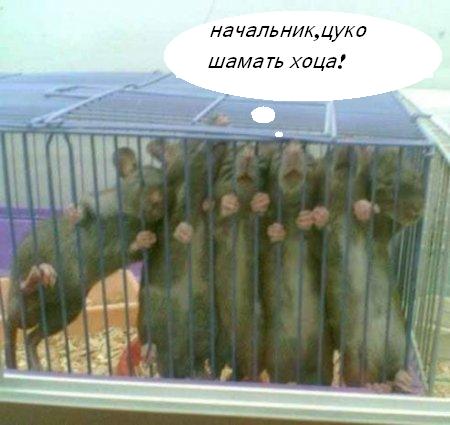 ГРЫЗУНЫ. Мыши, крысы, хомячки и т.д.