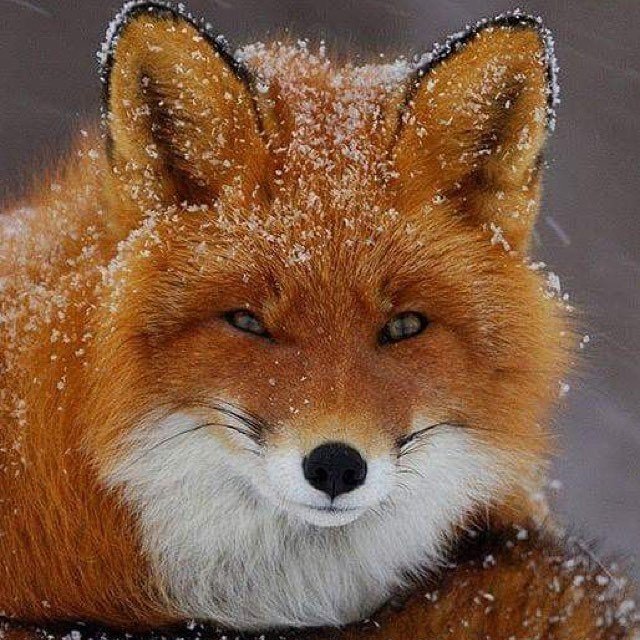 Забавные животные