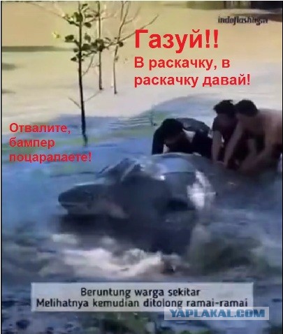 Охх, нелёгкая это работа - из болота тащить.. черепаху!