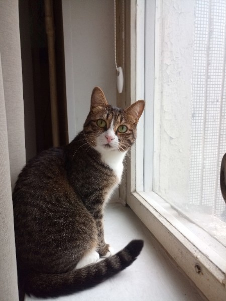 Кошкин дом