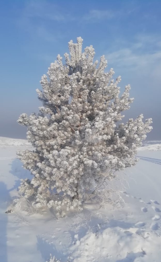 Выкладывайте свои елки!