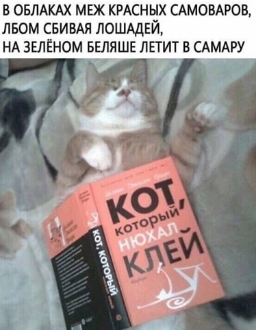 Жизнь домашнего приюта "Котоленд" 418