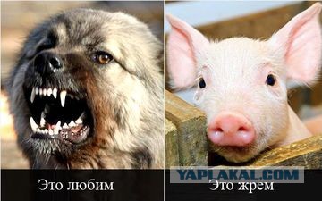 Мужчина выбросил своего питомца на мусорку