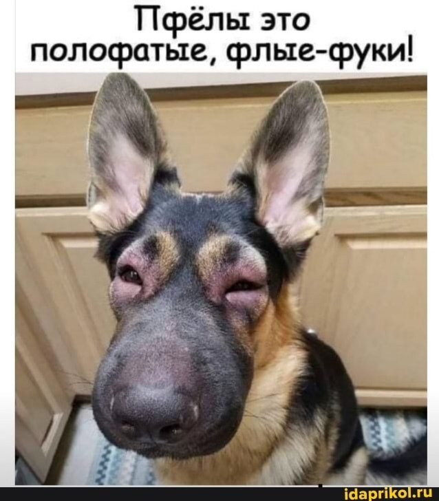 Почему пчёлы кусают