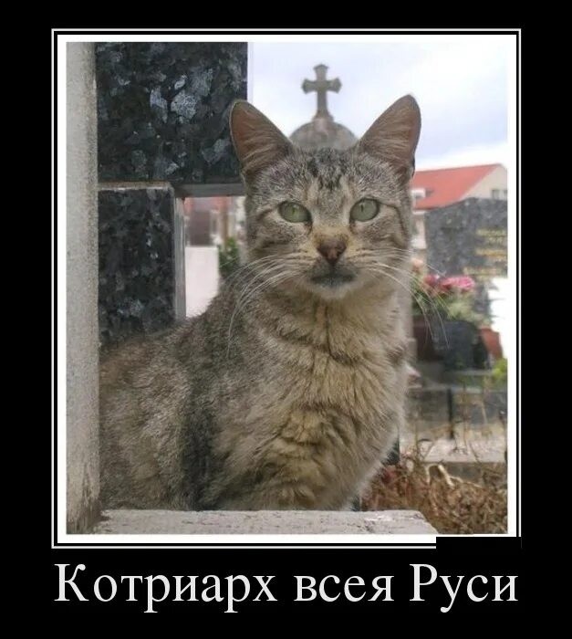 В Севастополе батюшка освятил котика