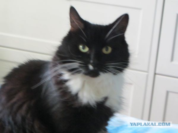 Котовторник 23.07.2013