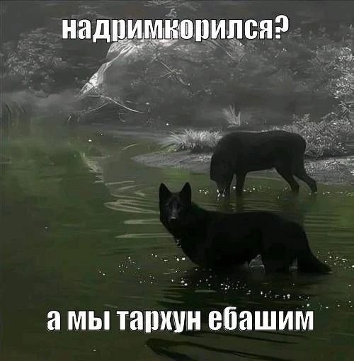 Картинки для деградации 229 (разной степени свежести)