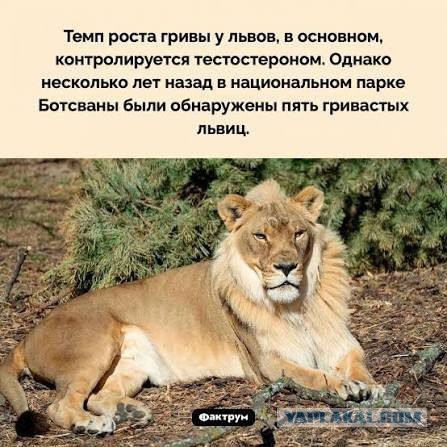 Картинки для деградации 268 (разной степени свежести)