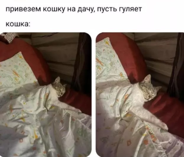К котовторнику: подборка картинок-баянов с котиками и про котиков. Выпуск 44.
