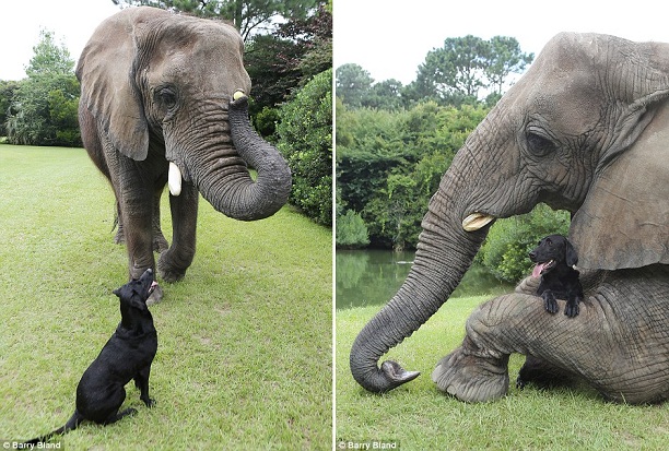 Слон и собака - лучшие друзья