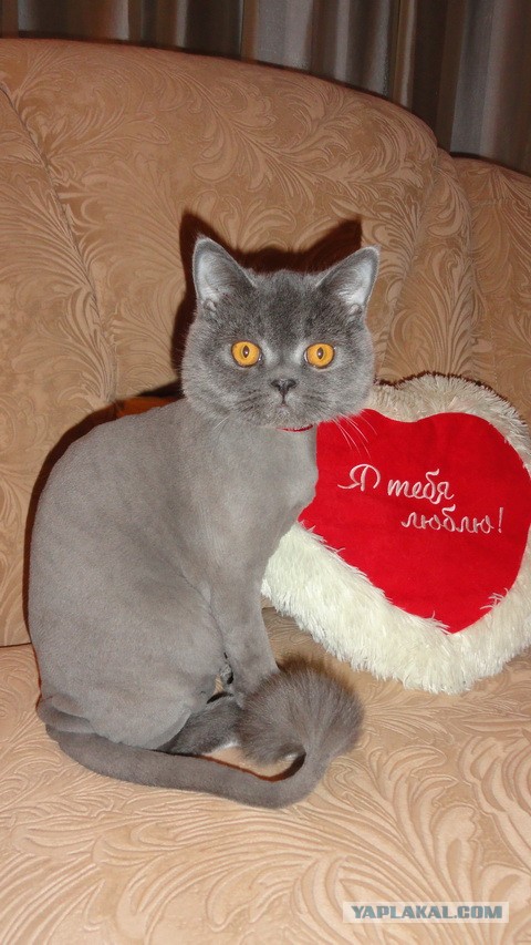 Кошачий Хатико