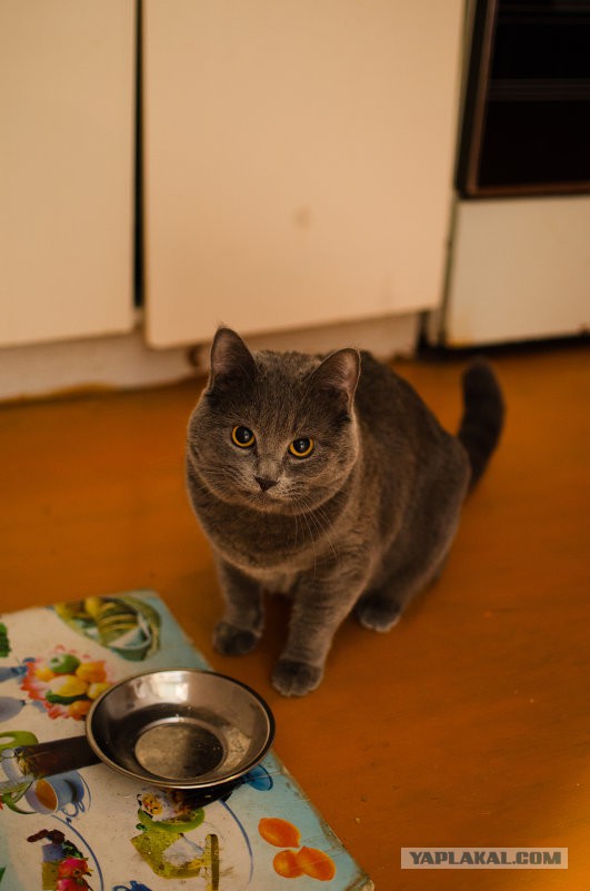 Котовторник 26.11.2013