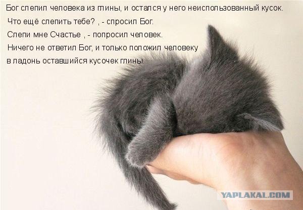 Упоротая лиса одобряет