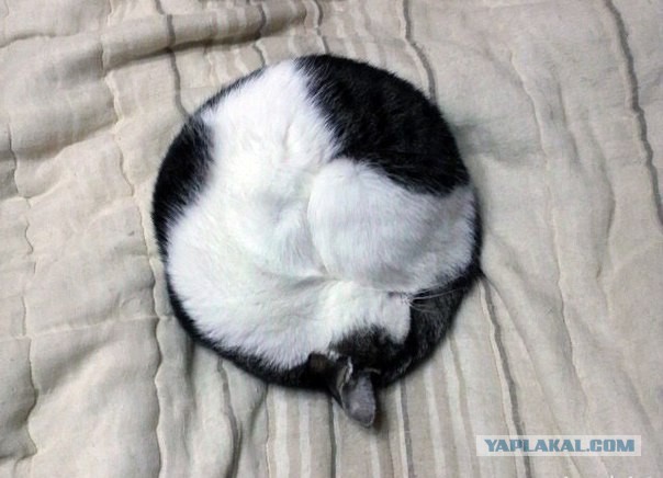 Коты ученых