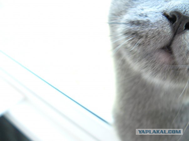 Котовторник 25.02.2014
