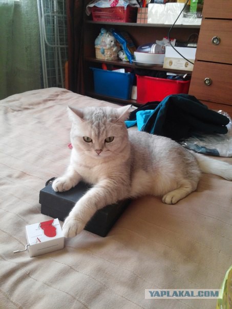 Котовторник  08.04.2014