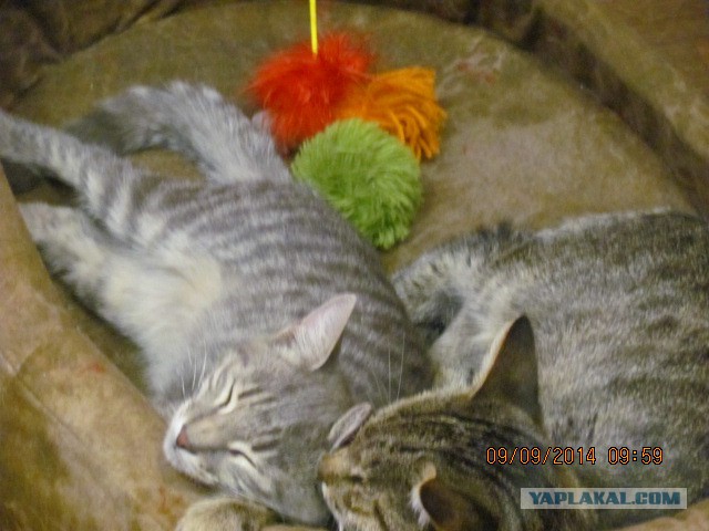 Котовторник 09.09.2014