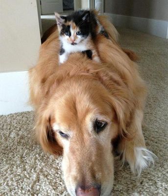 Кошки, которые используют собак вместо подушки