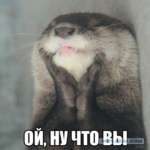 Картинки из сети
