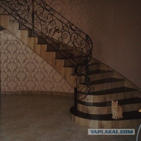 Котовторник 16.06.2015., Котовторник наступил!