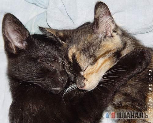 Коты, кошки, котята