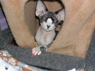 Коты, кошки, котята