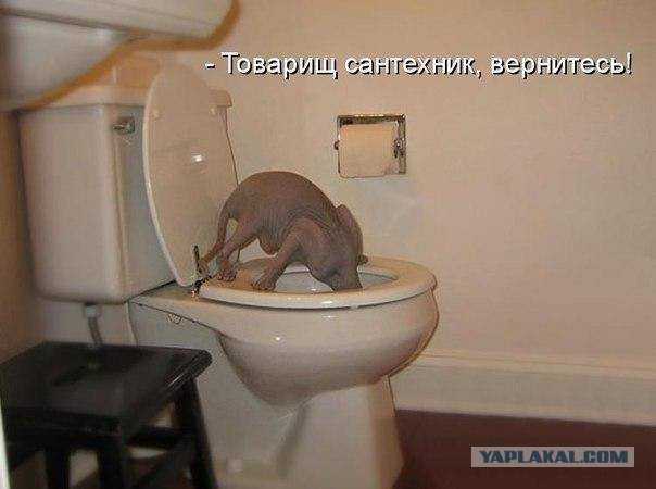 Подборка веселых картинок на выходные