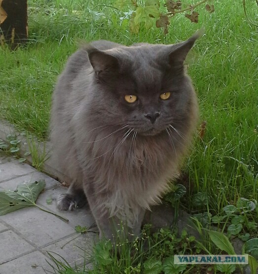 Котовторник на вторник, Котовторник