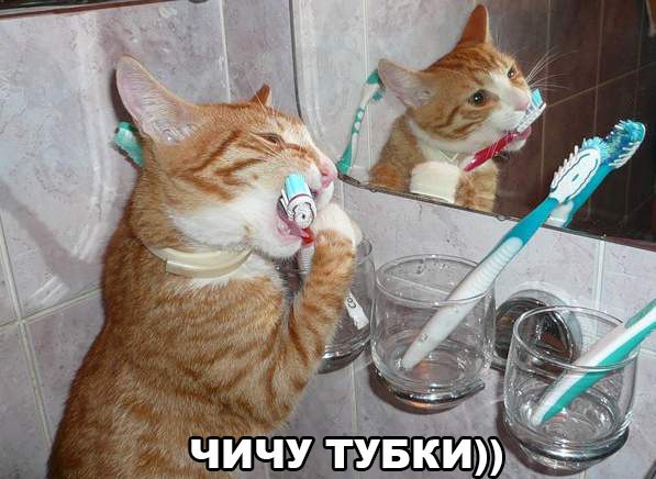 Прикольные животные